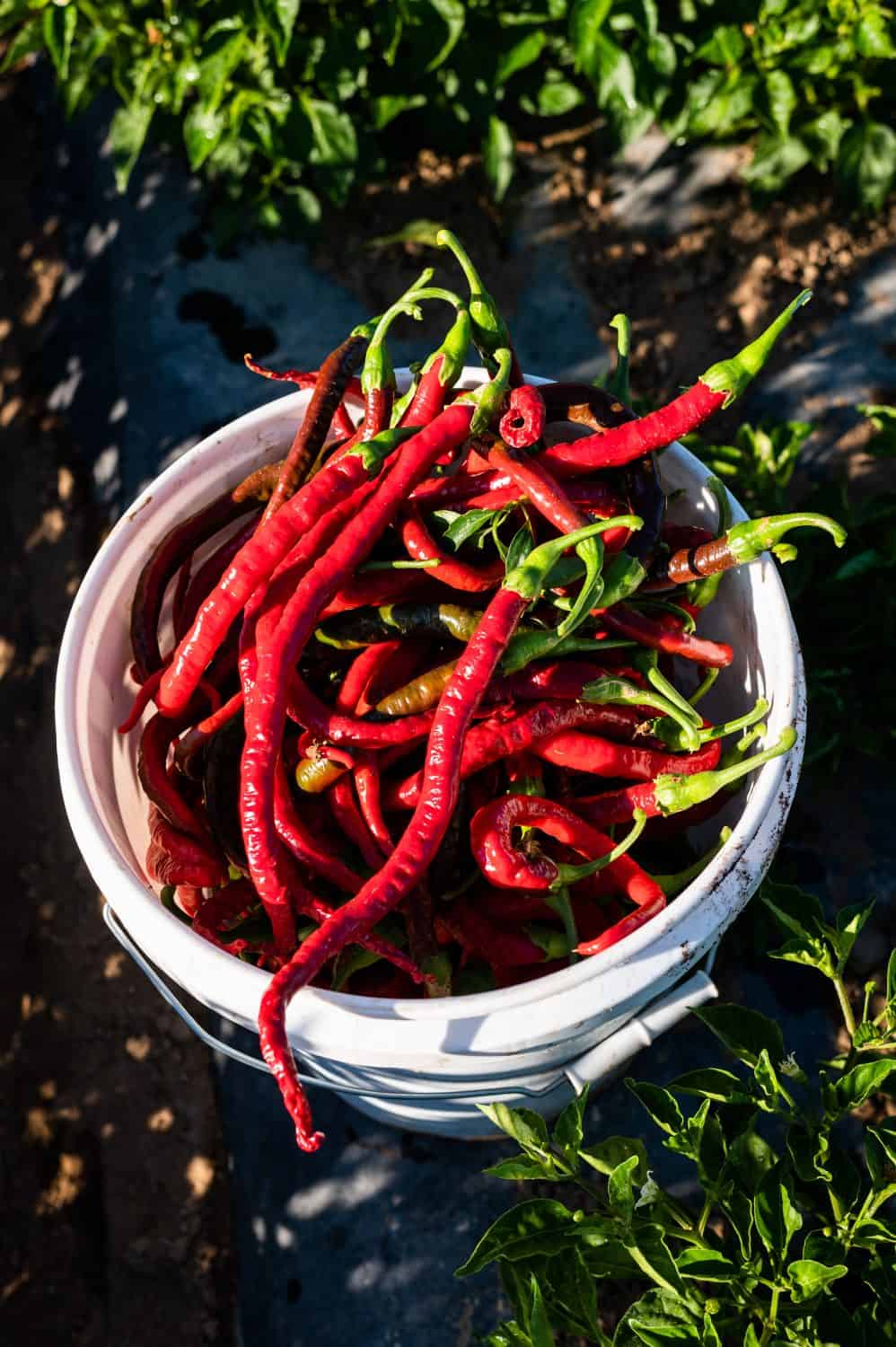 Piment d'Ville Peppers from Boonville Barn Collective