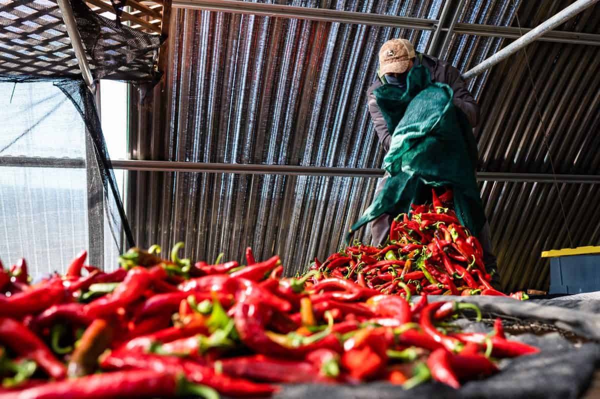 Farmworker with bag full of Piment d'Ville Peppers at Boonville Barn Collective