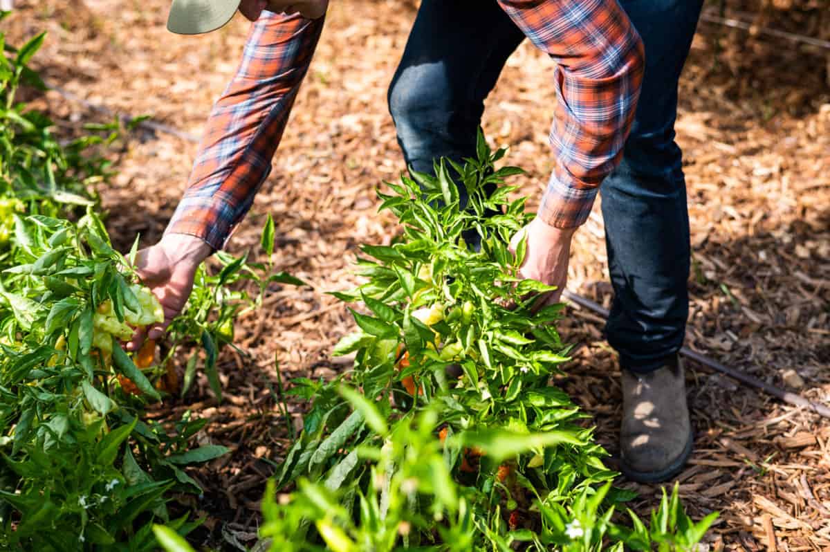 Kyle Haggerty of Urban Farmstead tending to his vegetable garden