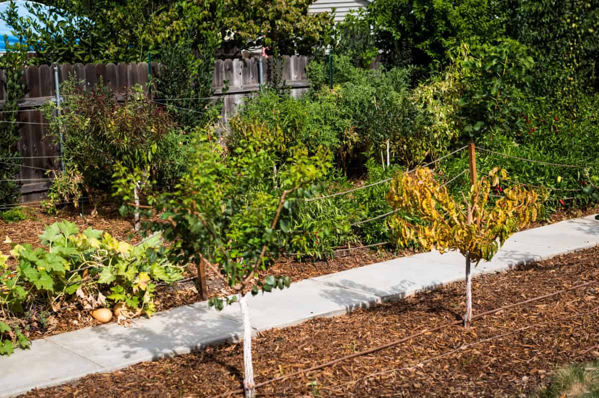 Kyle Hagerty, urban farmer in Sacramento, CA with backyard produce: Urban Farmstead Kyle Hagerty, urban farmer in Sacramento, CA with backyard produce: Urban Farmstead