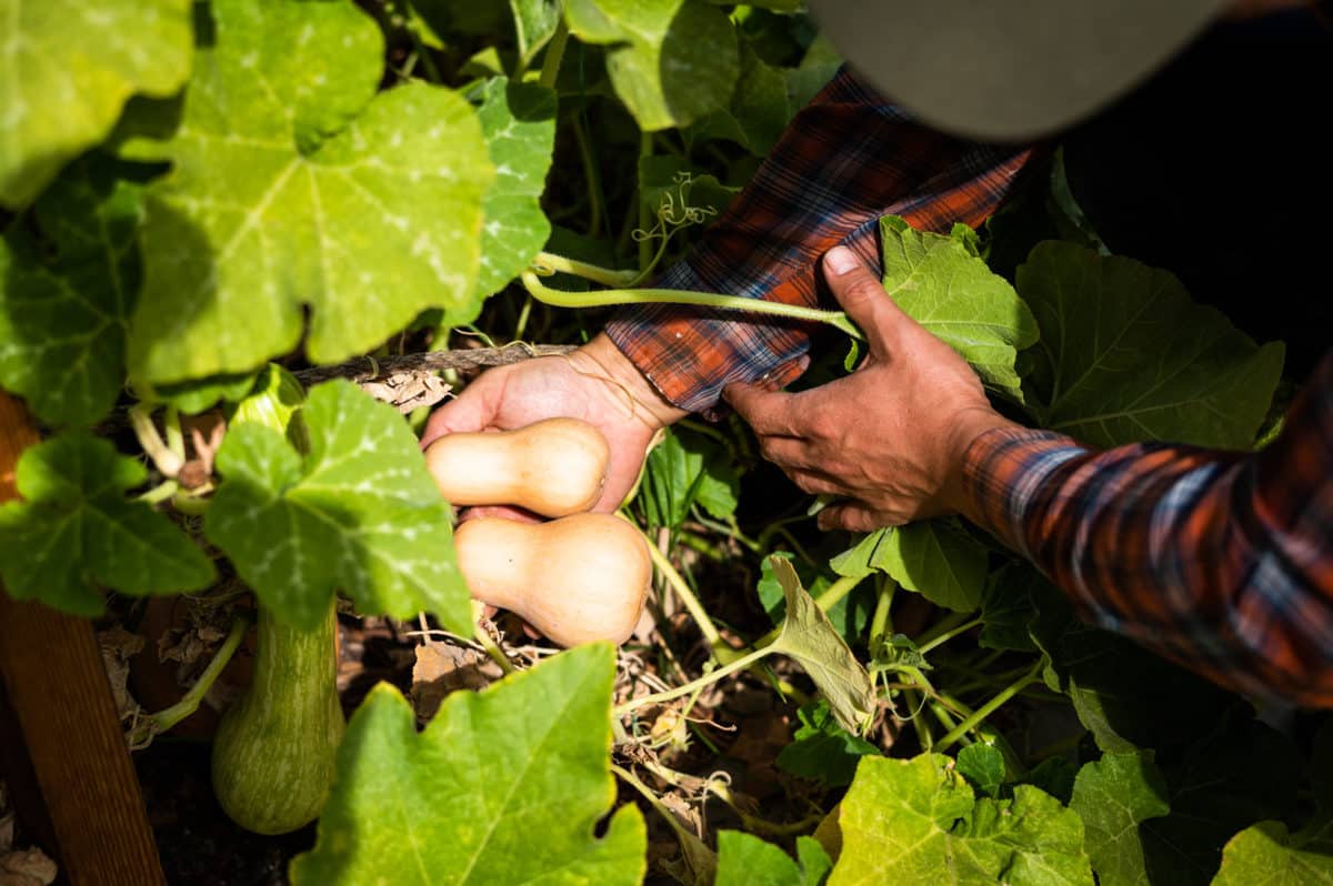 Kyle Hagerty, urban farmer in Sacramento, CA with backyard produce: Urban Farmstead Kyle Hagerty, urban farmer in Sacramento, CA with backyard produce: Urban Farmstead