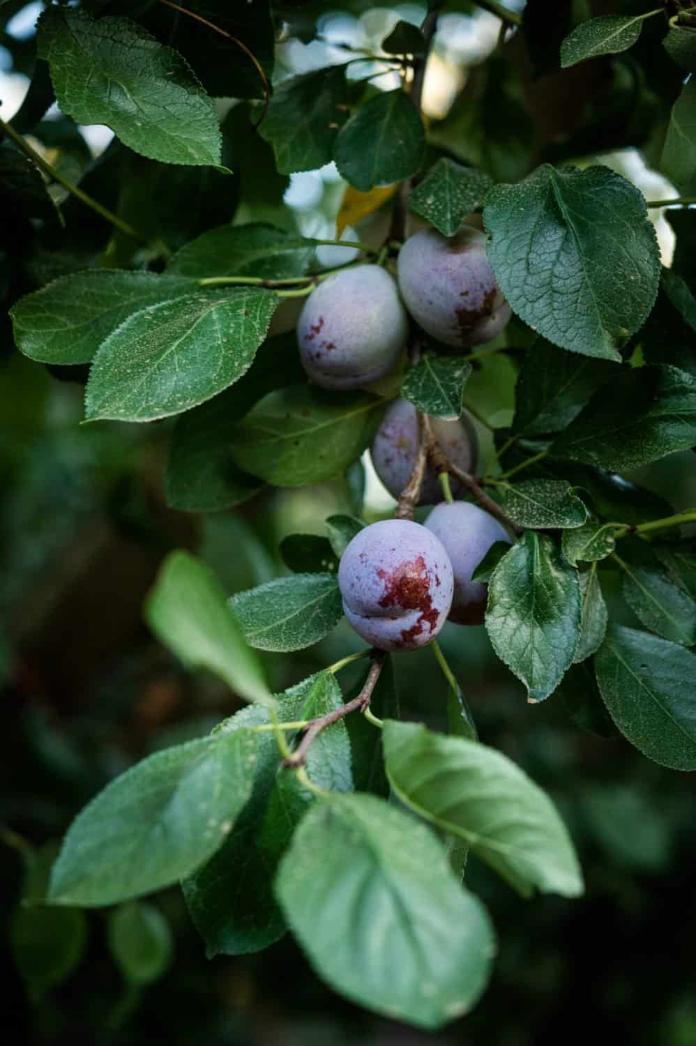 Ripe prune plums hanging from a tree branch