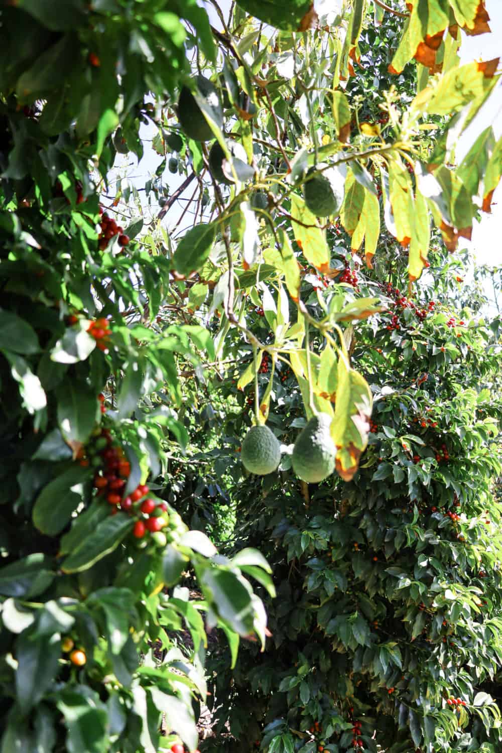 Coffee plants and Avocado trees growing together at Good Land Organics