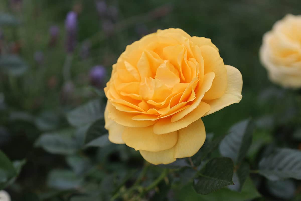 The Julia Child Rose | Image by Alison Needham for California Grown