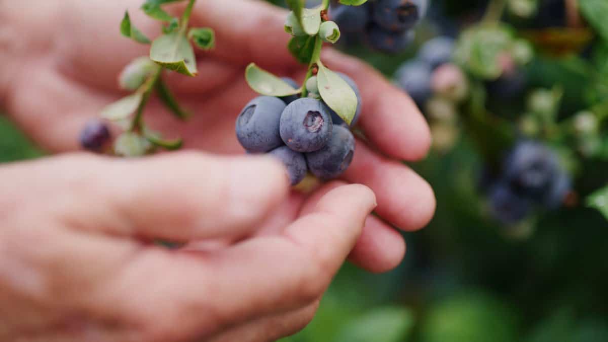 Photo courtesy of California Blueberries