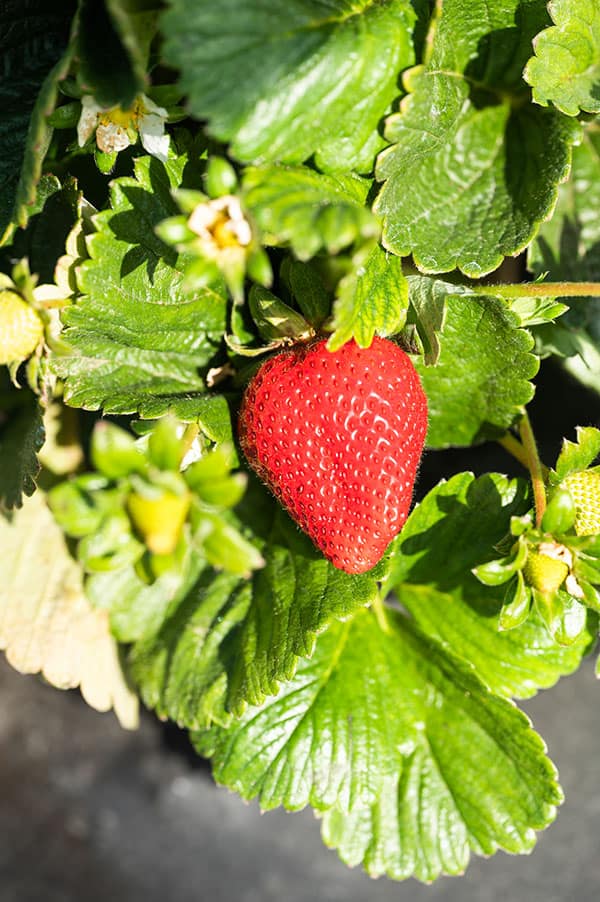 How Strawberries are Grown at Dirty Girl Produce.