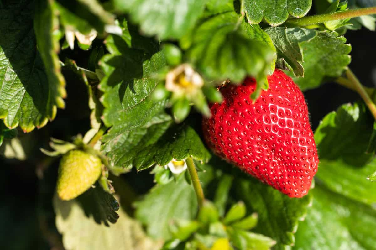 How Strawberries are Grown at Dirty Girl Produce.