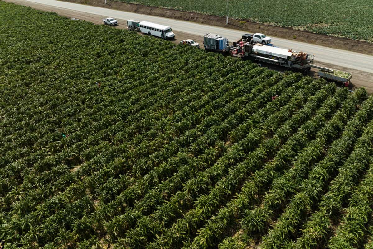 Overhead view of Ocean Mist Farms artichoke field in Castroville, CA