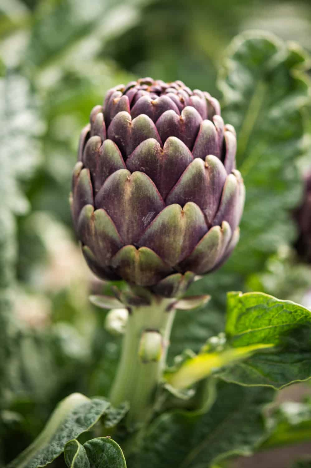 Purple artichoke at Ocean Mist Farms in Castroville, CA