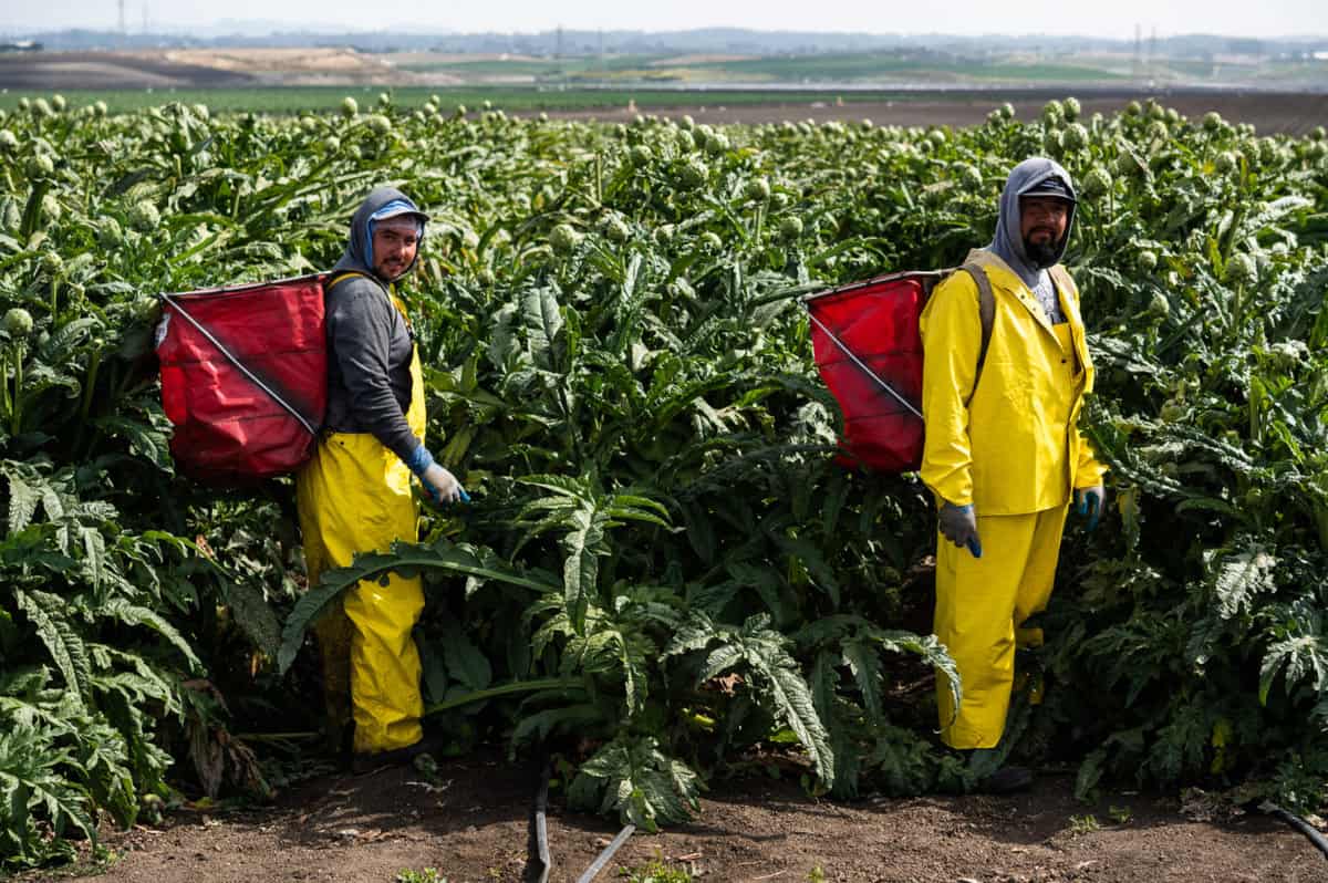 Farmworkers harvesting artichokes wearing canastas at Ocean Mist Farms