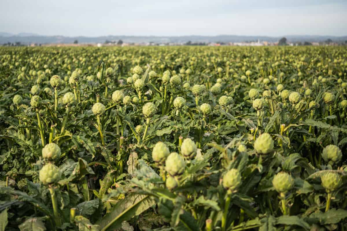 Field of Ocean Mist artichokes in Castroville, CA