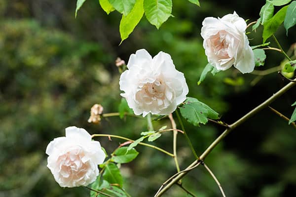 The Historic Santa Cruz Rose Garden That Time Almost Forgot