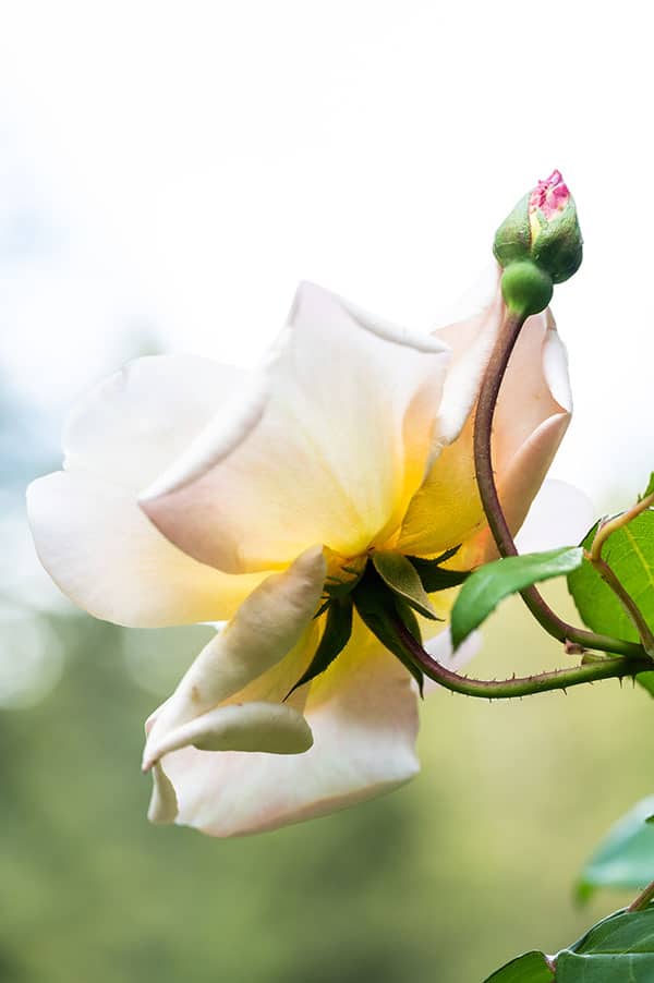 The Historic Santa Cruz Rose Garden That Time Almost Forgot