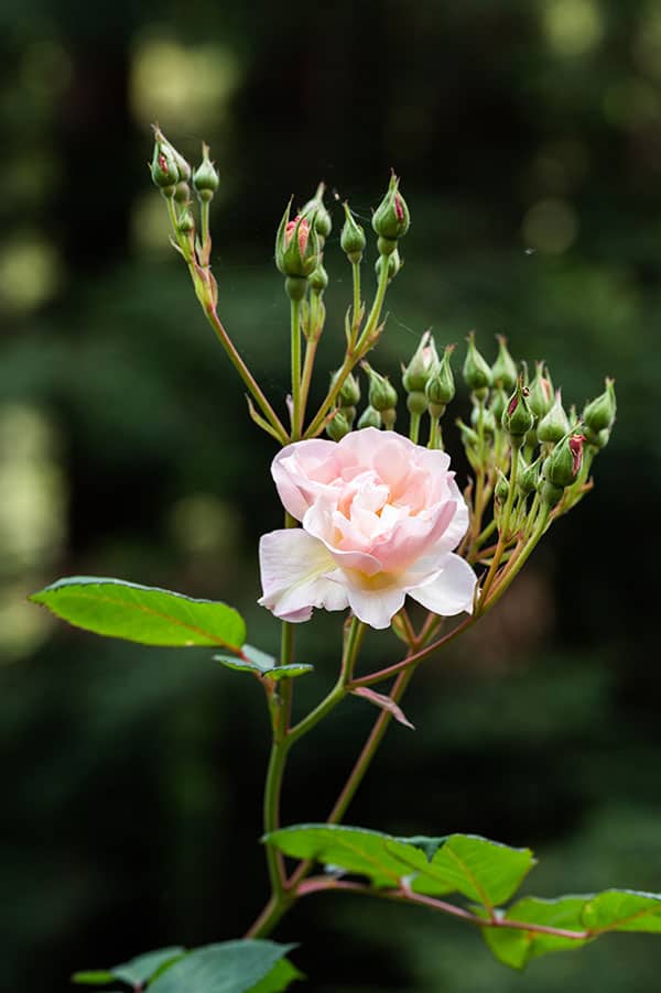 The Historic Santa Cruz Rose Garden That Time Almost Forgot