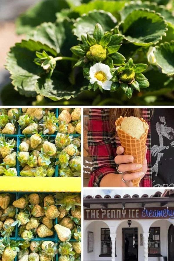 Topping options in an ice cream store: In this arrangement, people are