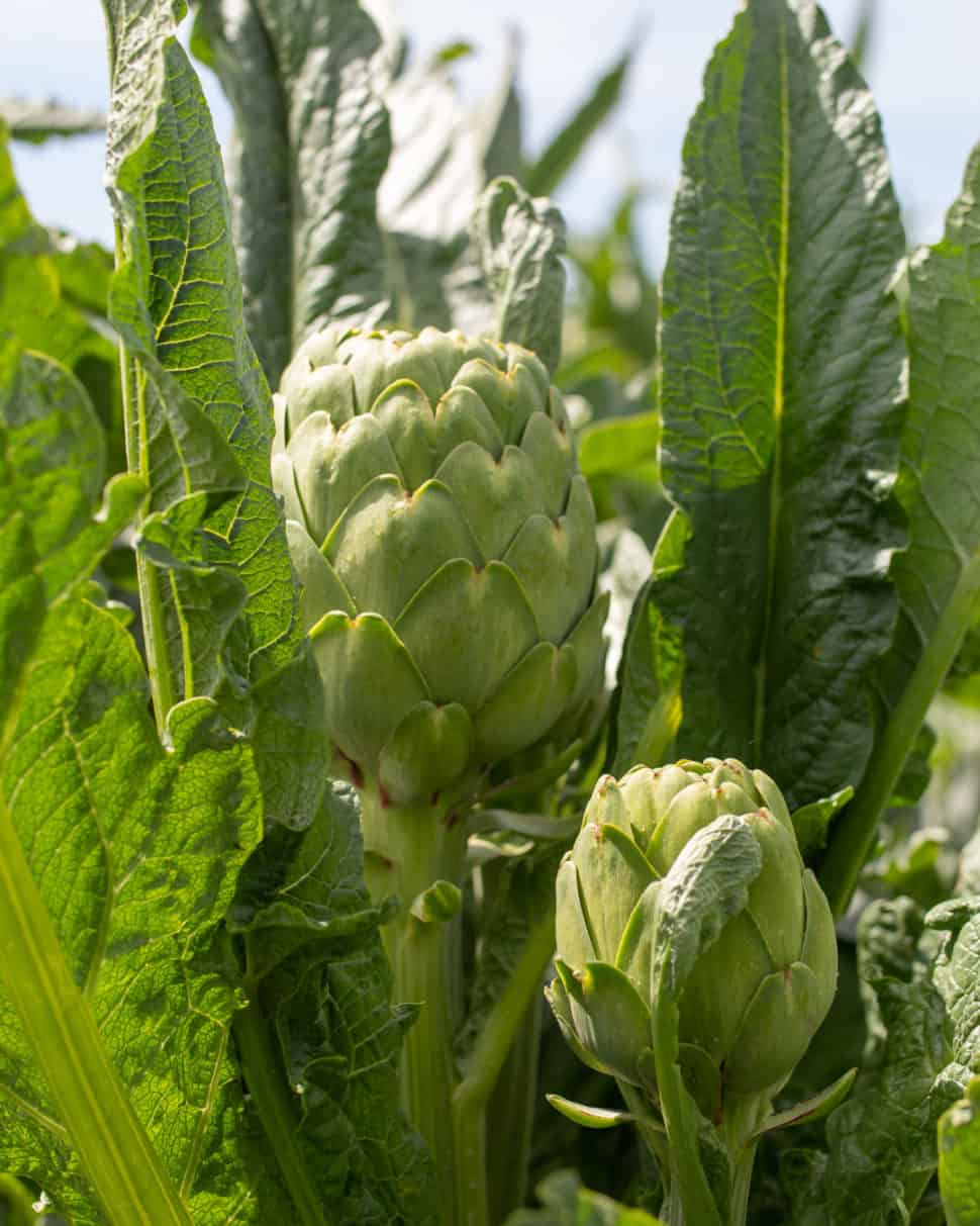 How To Eat Artichokes + Everything About Artichokes! California Grown