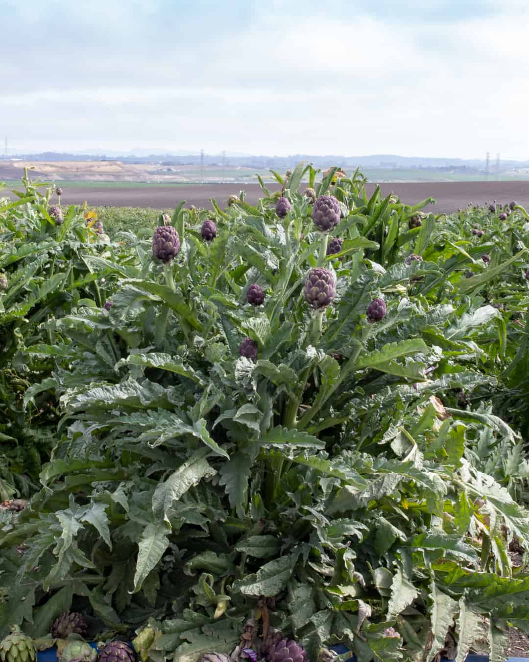 Artichokes at Ocean Mist Farm with Blue Drip Tape