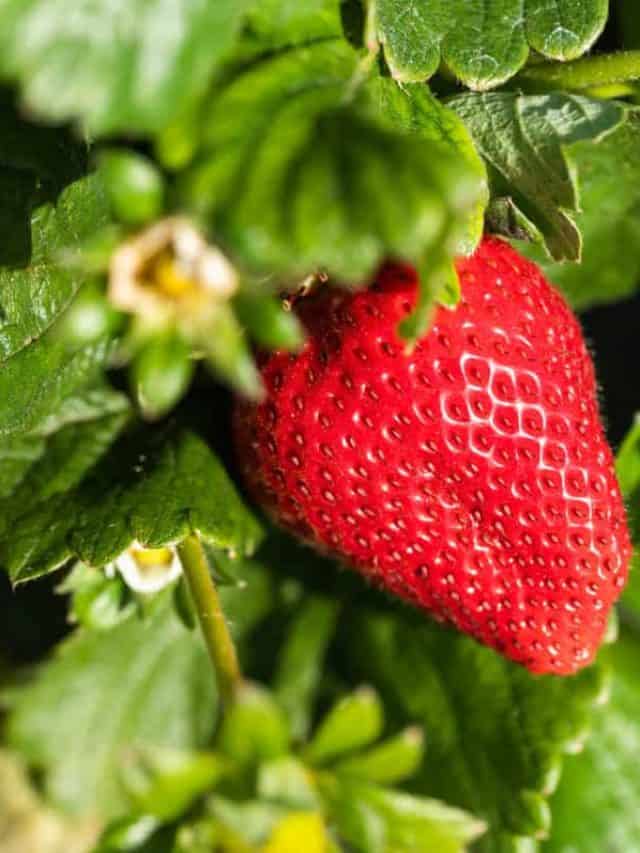 How Strawberries are Grown at Dirty Girl Produce
