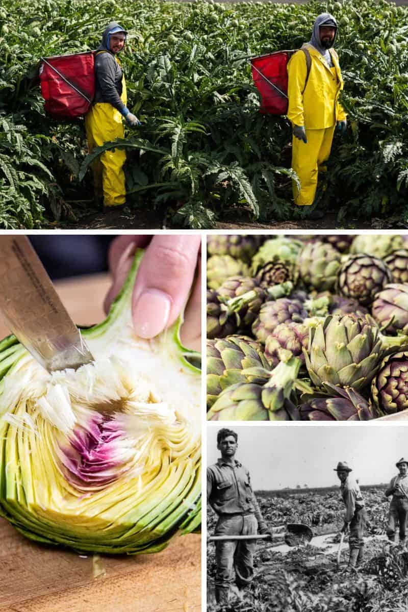 A collage of images about artichokes. Someone prepping an artichoke, images of artichoke harvest and farm workers. An image of a bin of fresh artichokes.