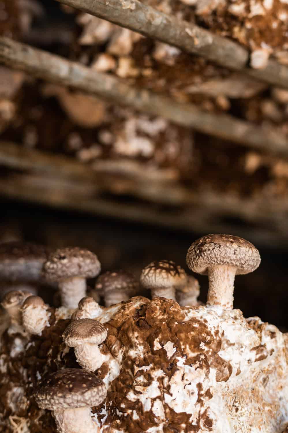 Learn How Mushrooms are Grown at Far West Fungi