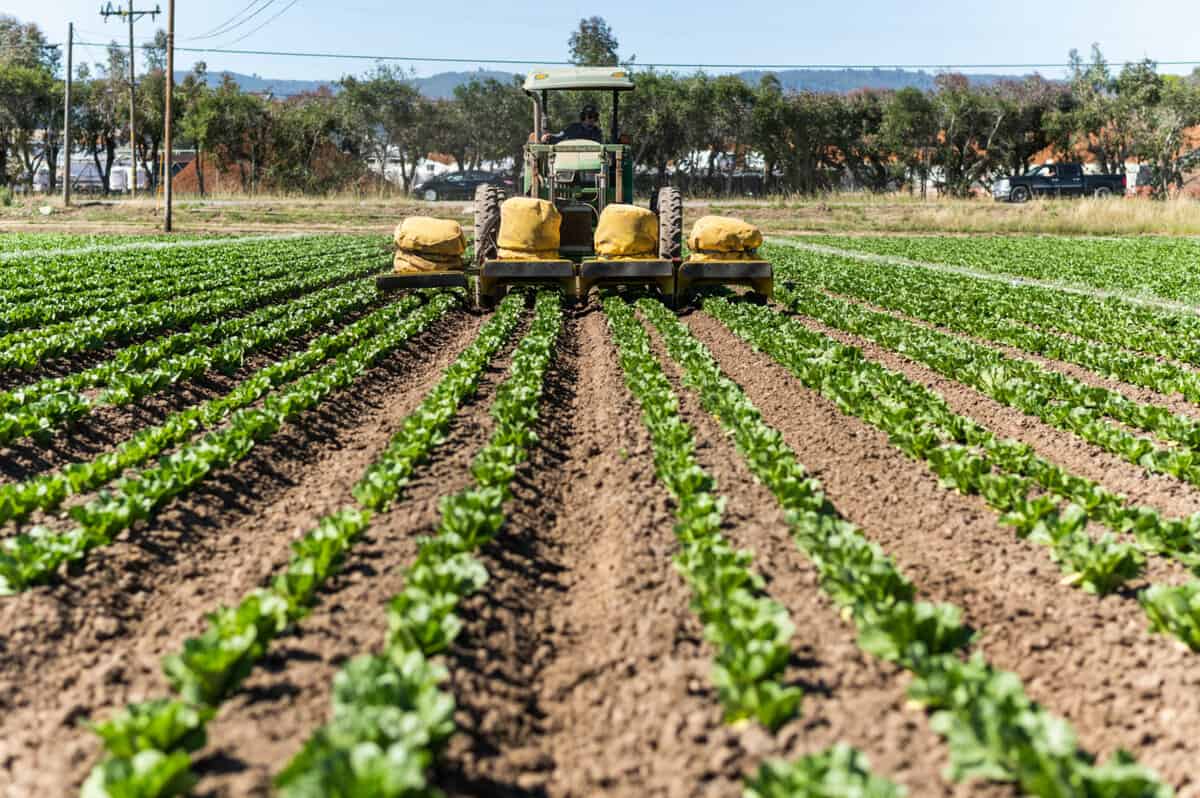 How Lettuce is Grown at Lakeside Organics - California Grown