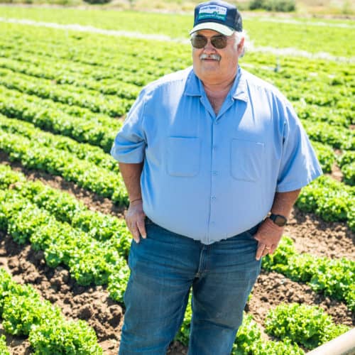 How Lettuce is Grown at Lakeside Organics