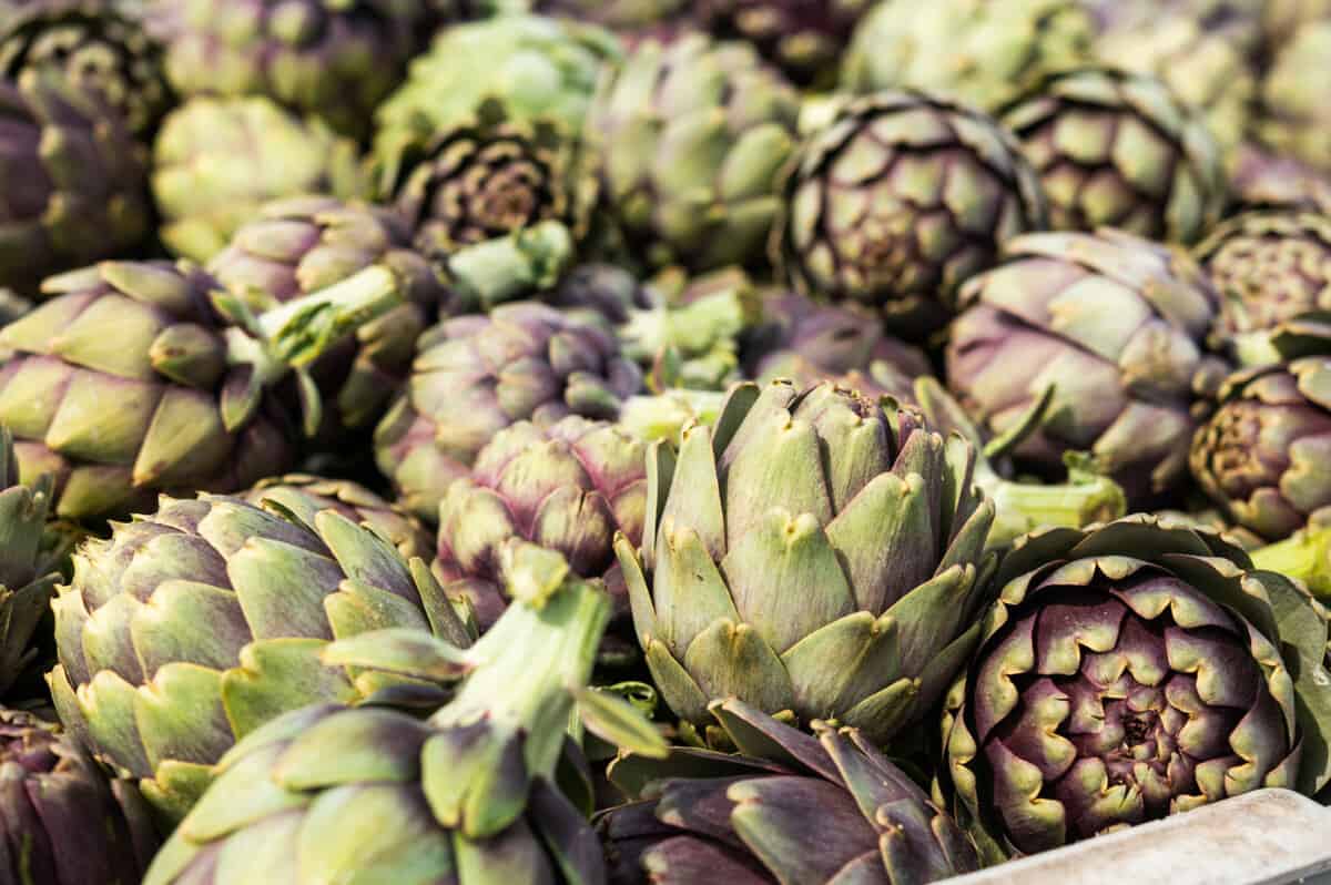 How To Eat Artichokes + Everything About Artichokes! California Grown