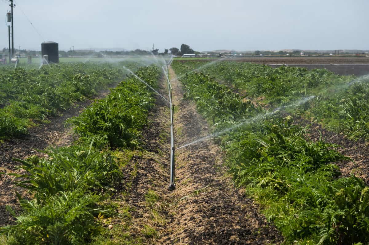 Pezzini Farms perennial artichoke fields 