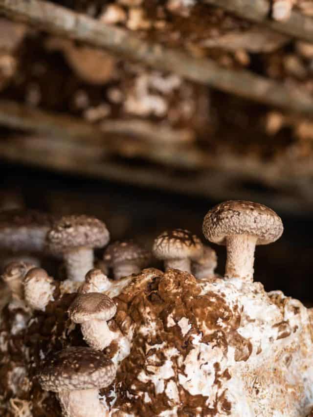 Learn How Mushrooms Are Grown at Far West Fungi California Grown