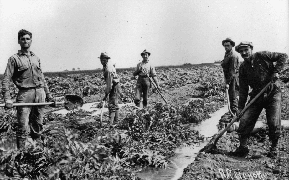 Early Artichoke harvest in Castroville, CA - photo courtesy of coopermolera.org