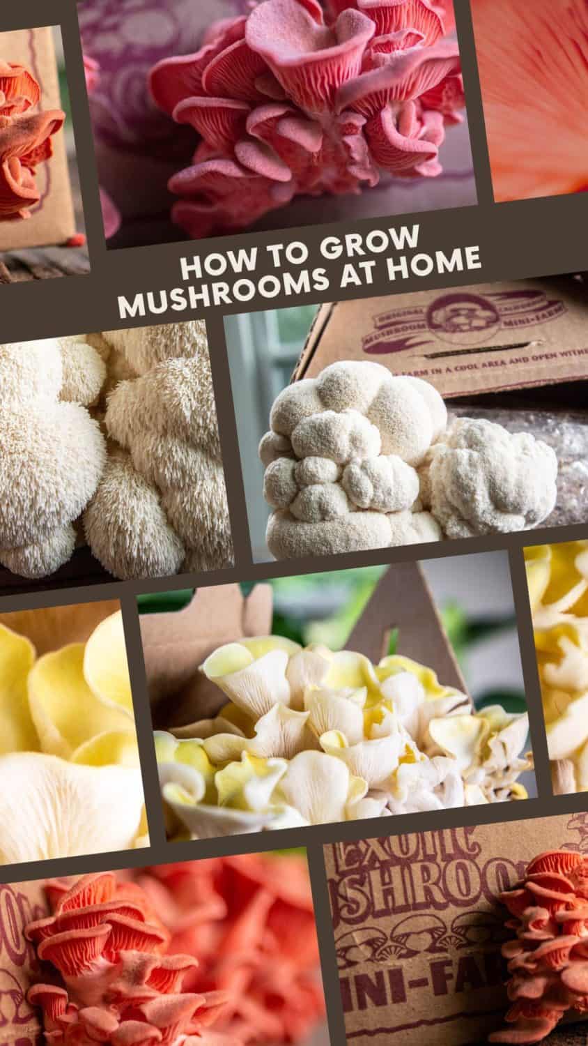 How to grow mushrooms at home graphic