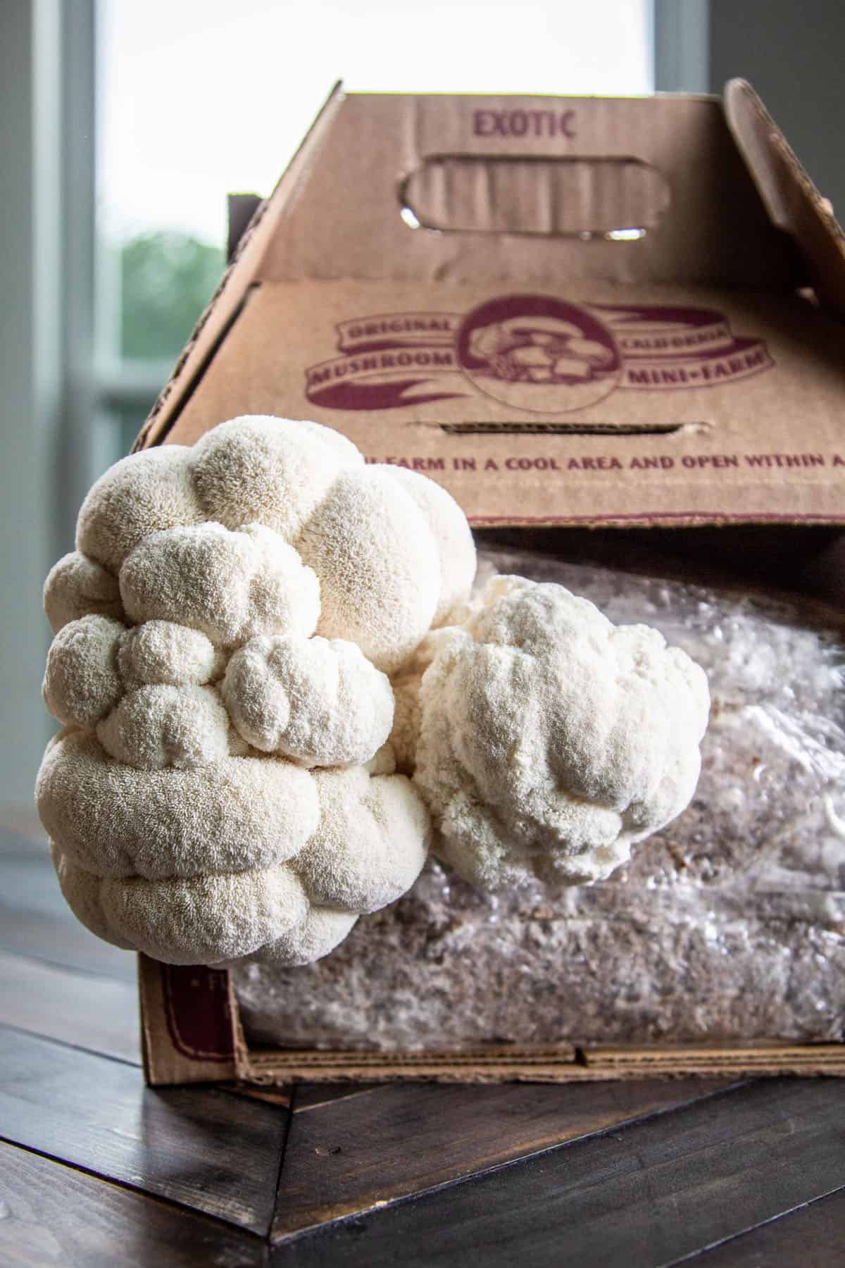 Lion's Mane mushrooms growing from a grow kit.