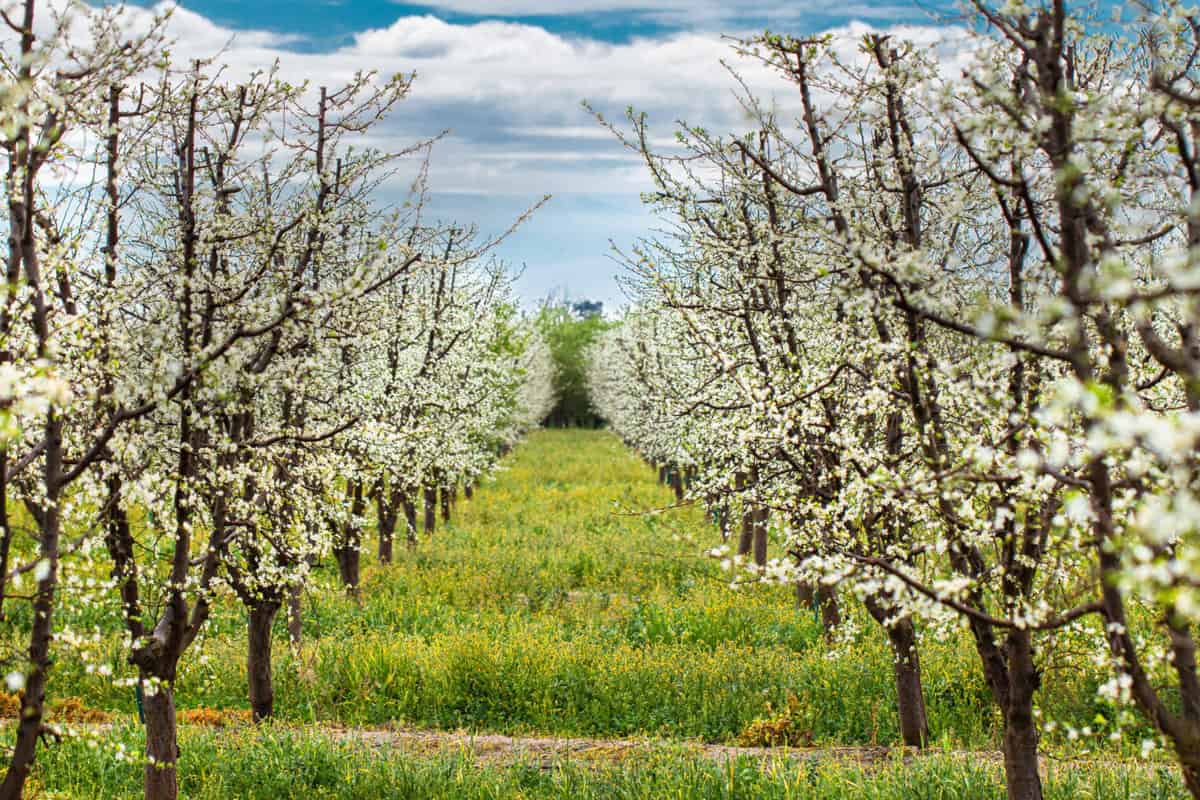 Prune Bloom 2022 Location: Madera, CA  Grower: Jim Erickson Photography by Erin McNeil Prune Orchard with Cover Crop