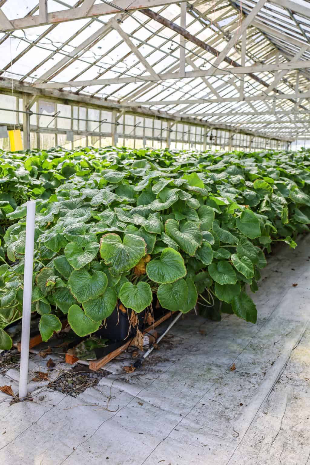 Learn How Wasabi Is Grown in California California Grown