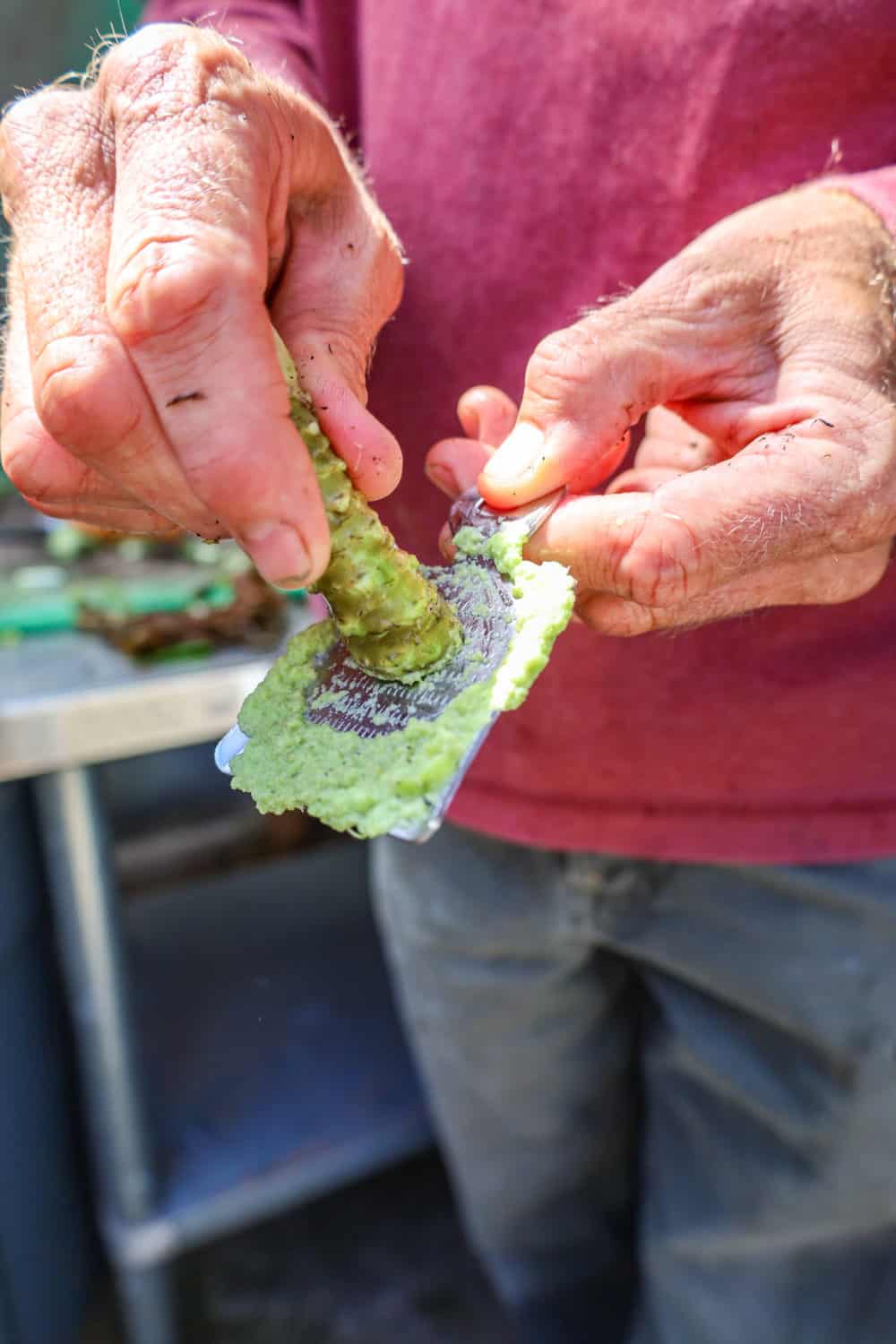 Grating fresh wasabi