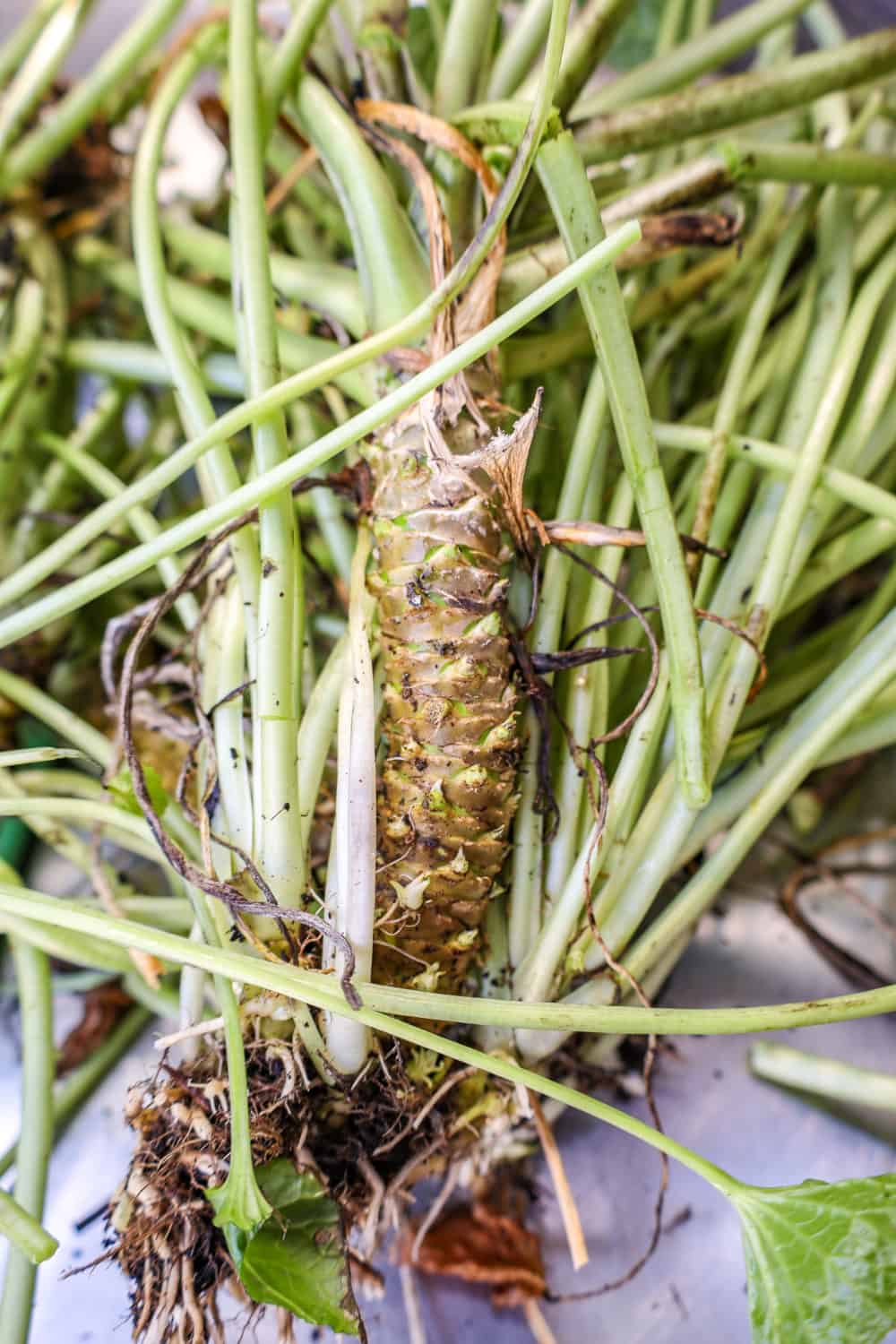 Wasabi rhizome