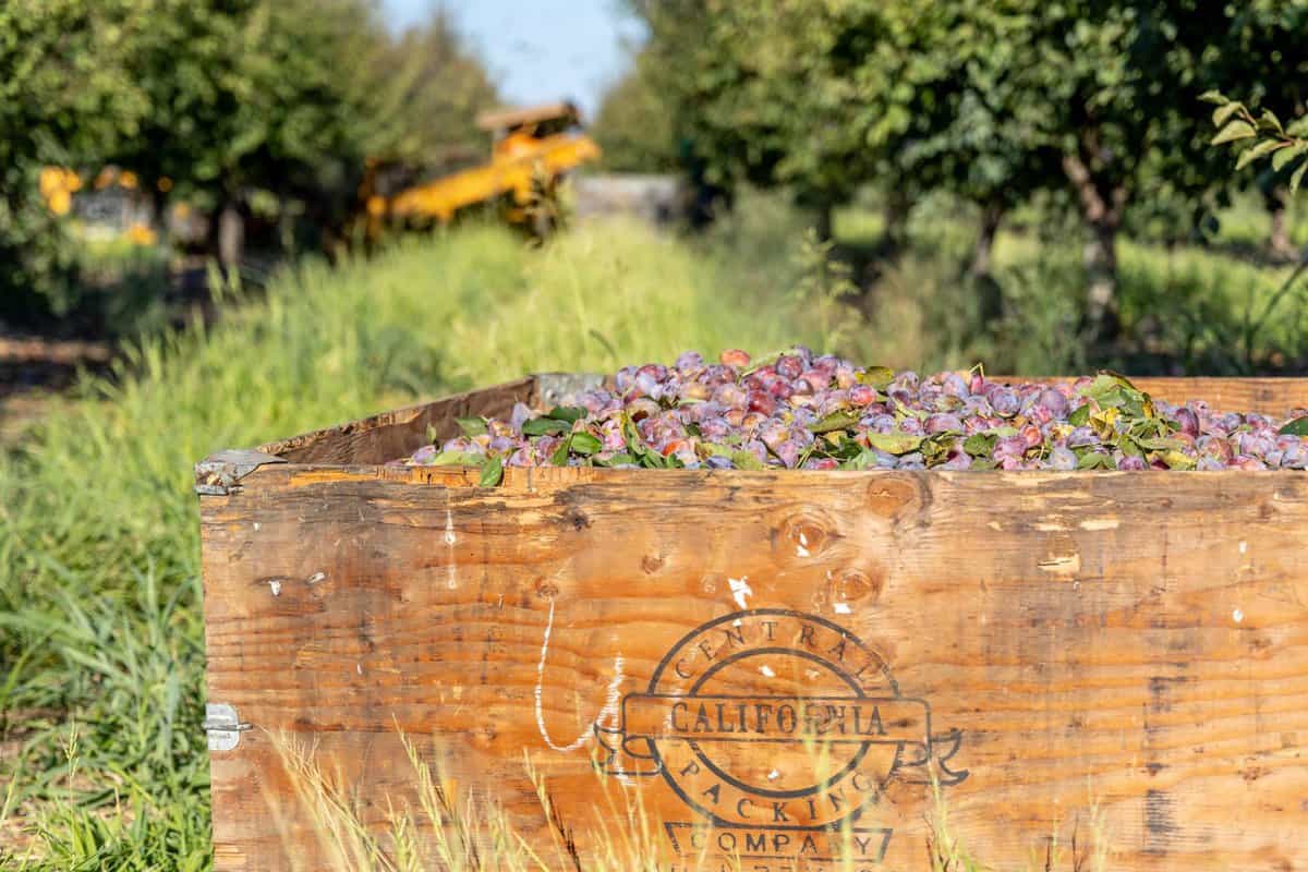 Prunes in a bin after harvest at Mariani orchards in Yuba City