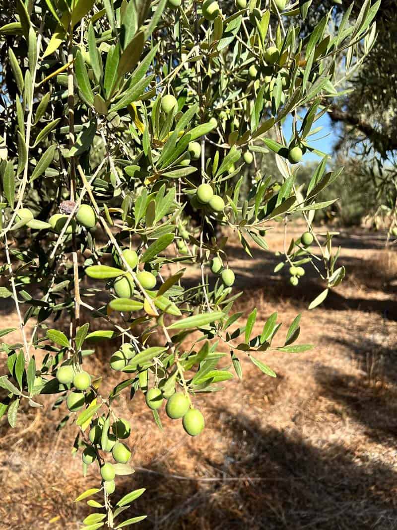 Olive tree on an olive ranch.