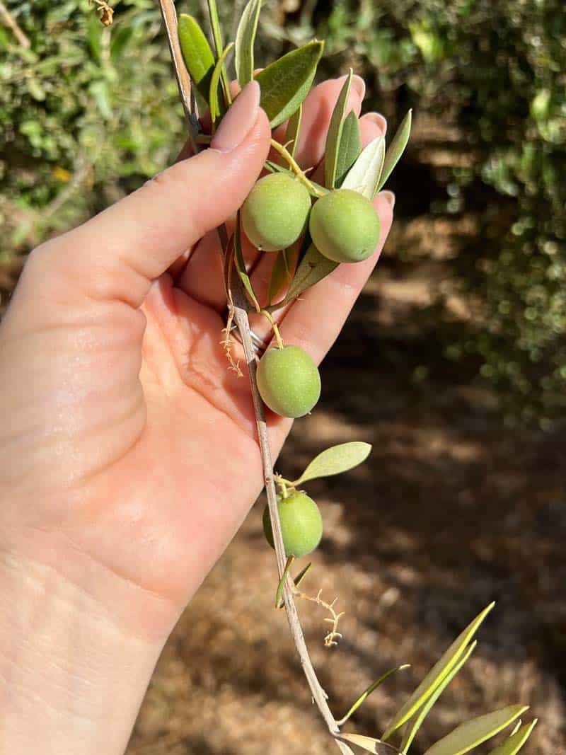 A woman holding an olive branch.