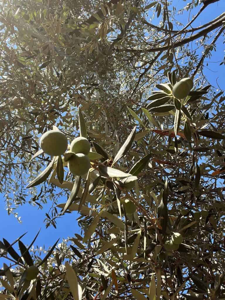 How Ripe Olives are Grown in California California Grown