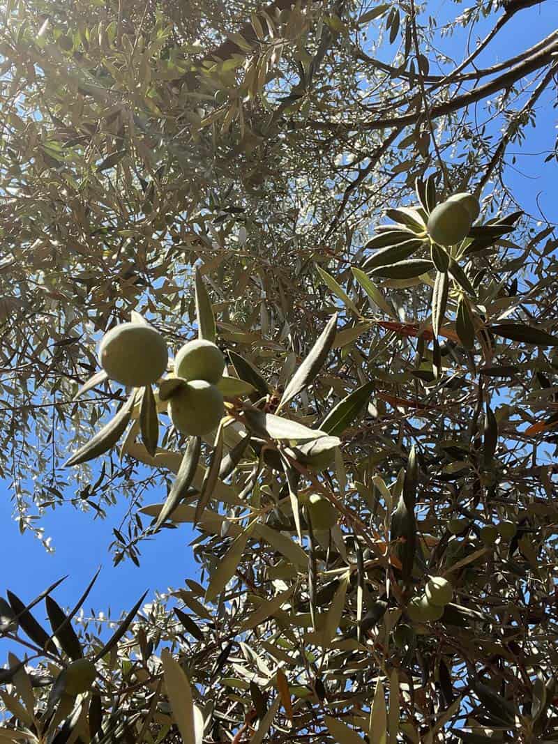 Olives on an olive tree.