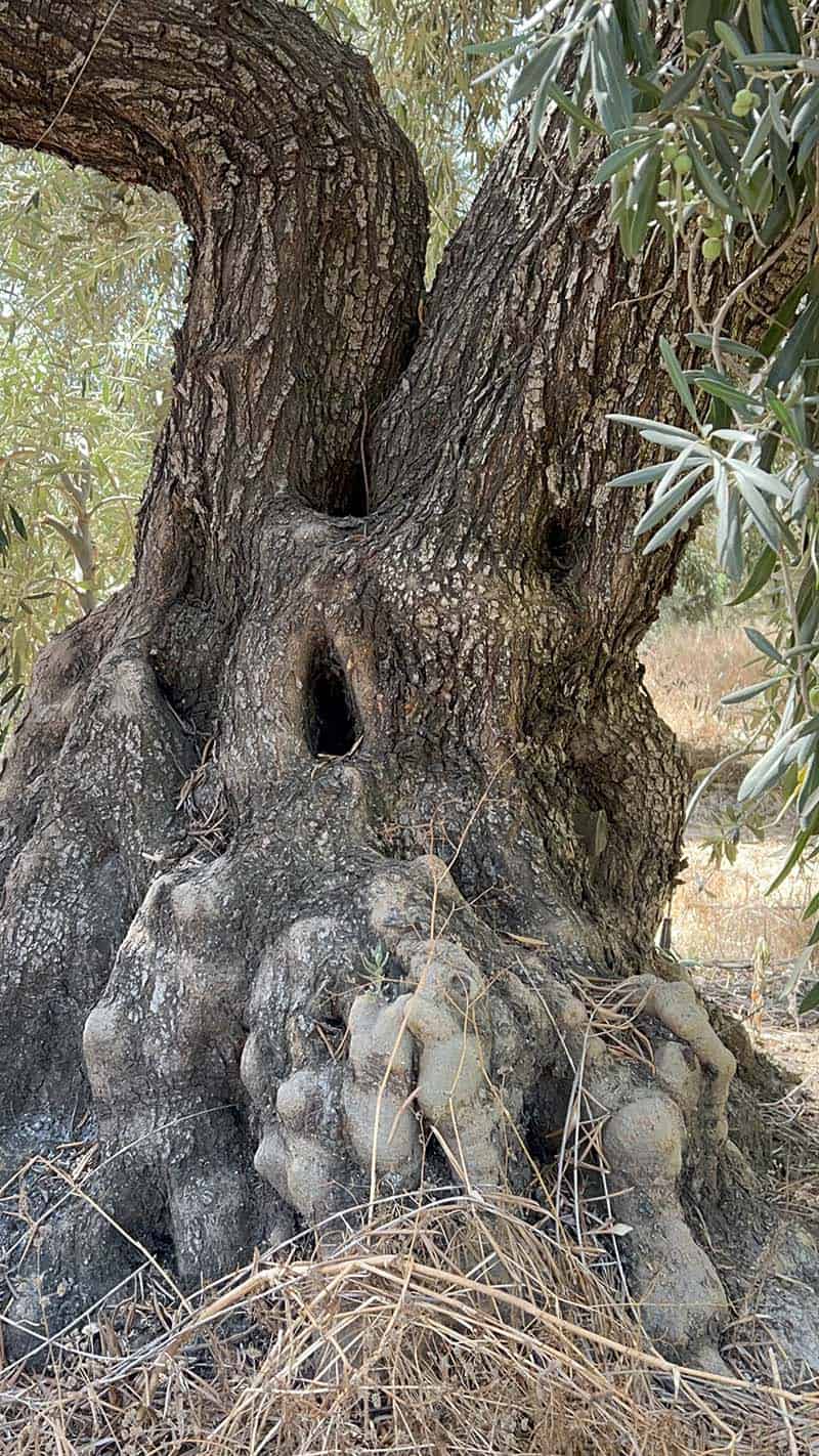 trunk of a century old olive tree.