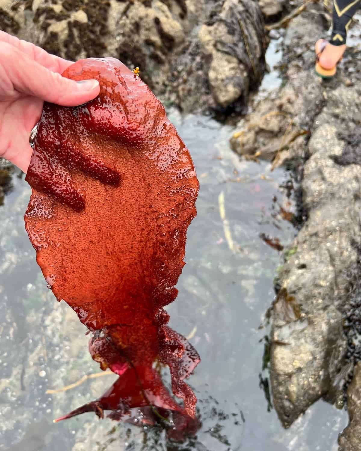 Kelpful Seaweed Harvesting