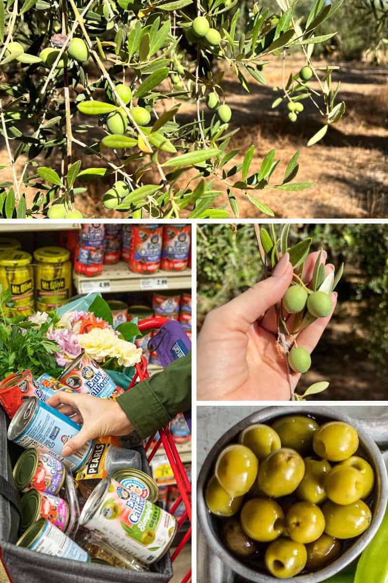 Green Ripe Olives – Olive Pit