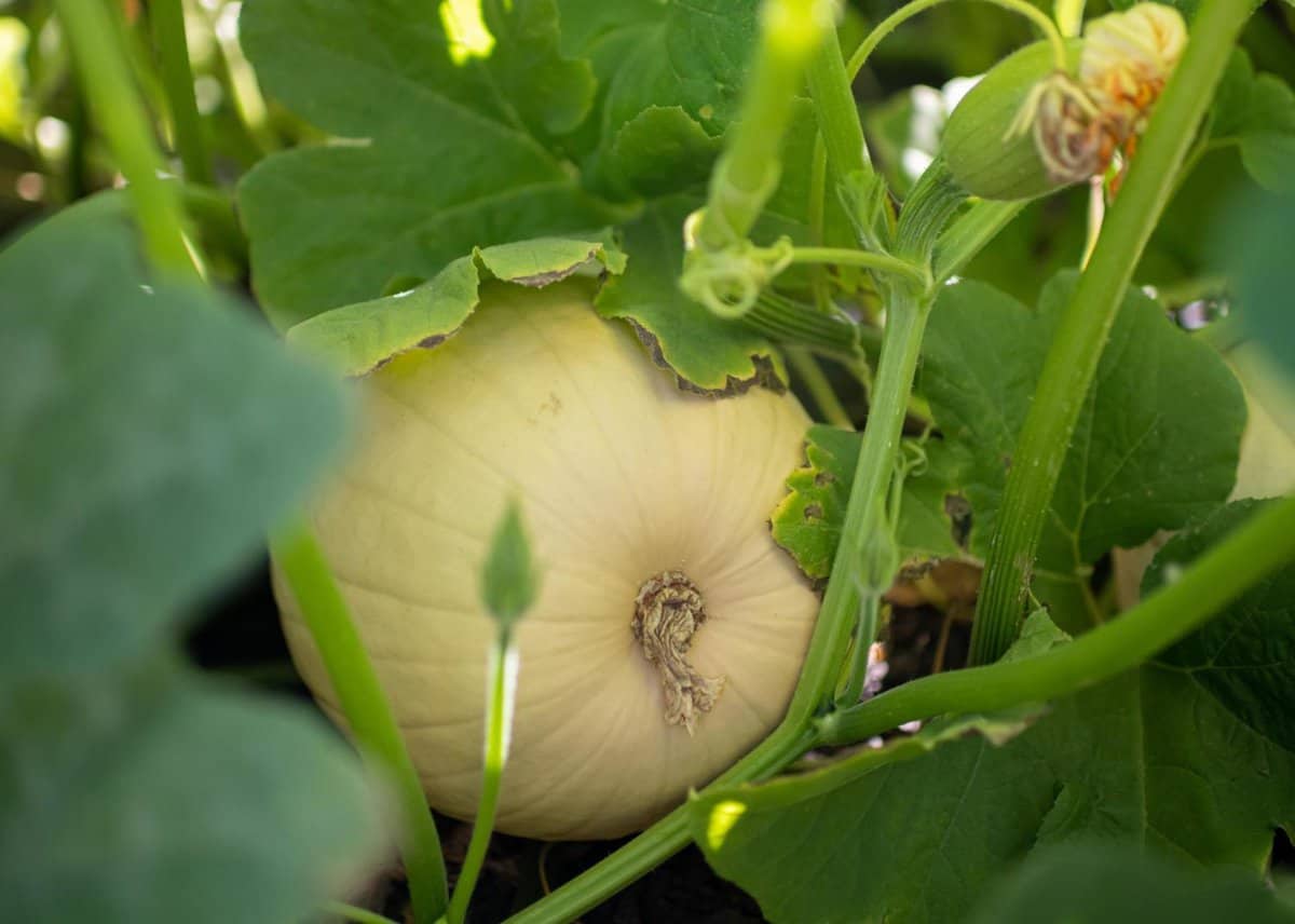 Van Groningen & Sons, Manteca CA, pumpkin field | pumpkin production, 3 weeks after planting, bloom & first growth stage Van Groningen & Sons, Manteca CA, pumpkin field | pumpkin production, 3 weeks after planting, bloom & first growth stage