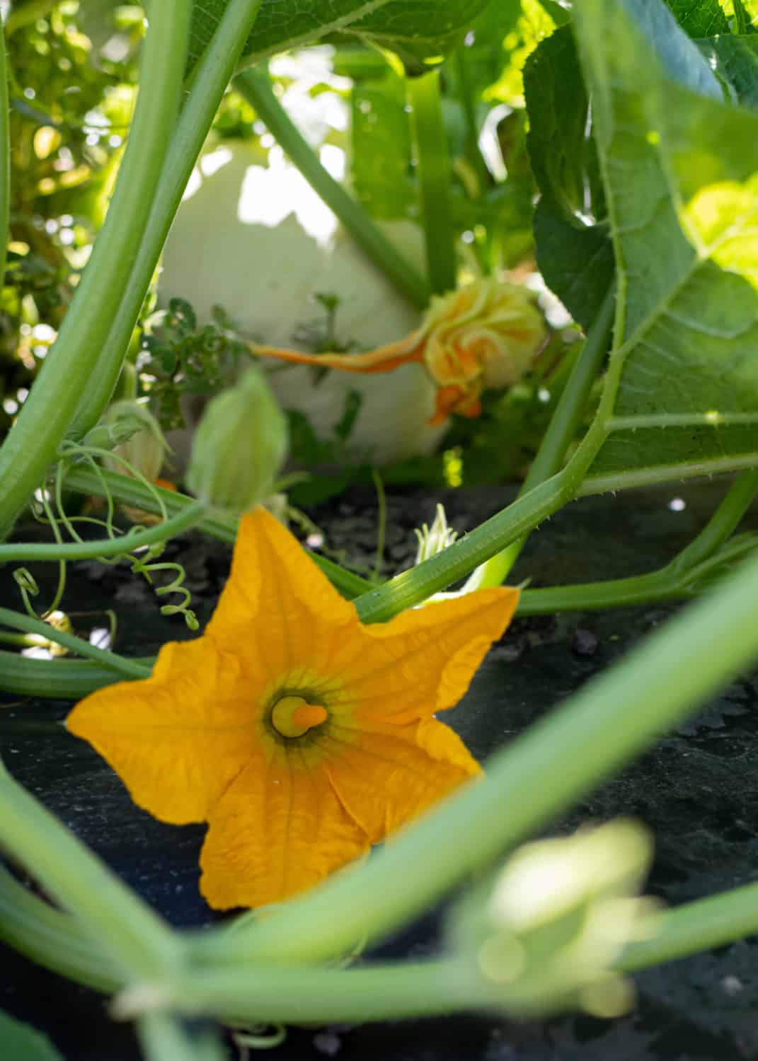 Pumpkin plants at Van Gronigan and Sons in Manteca three weeks after planting