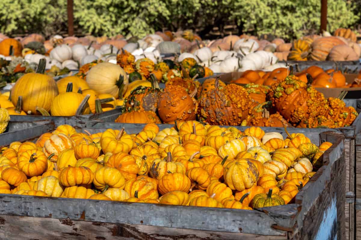 Hunter Farms grow over 70 different varieties of pumpkins!