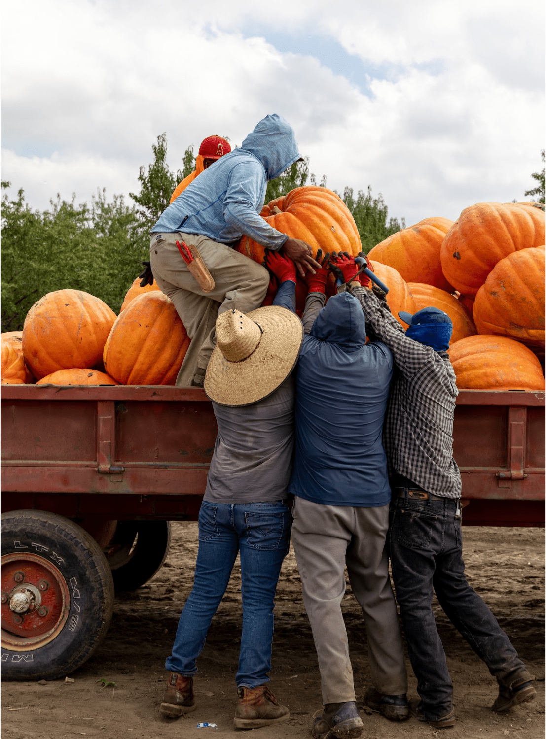 Team loading Big Mac pumpkins at Van Gronigan and sons directly on to a trailer