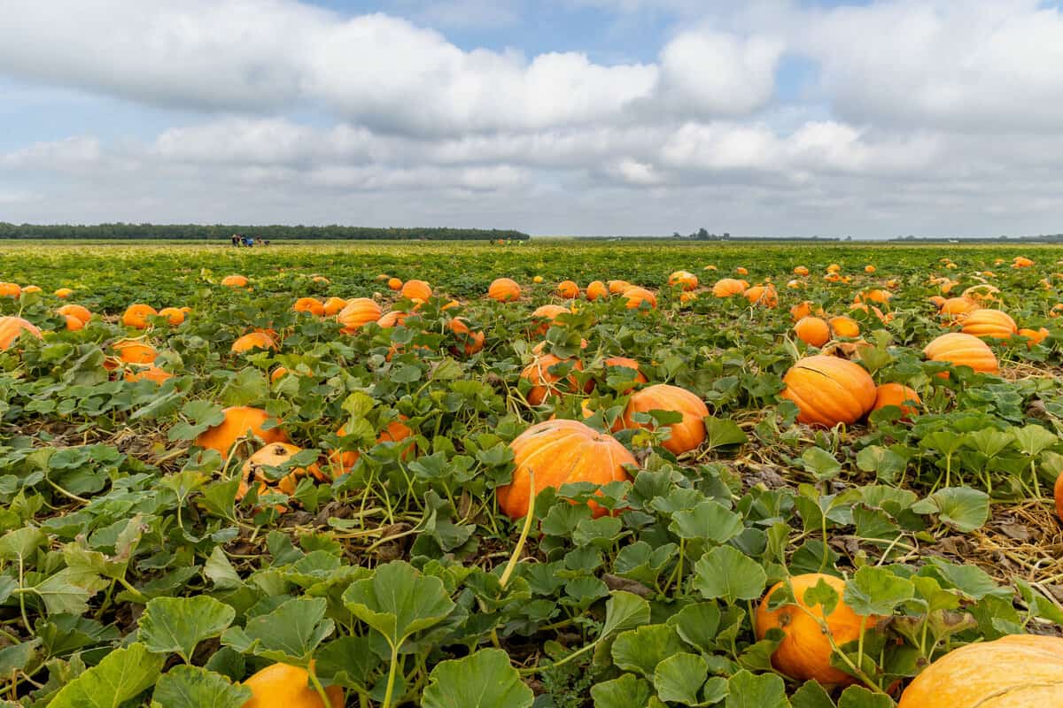 How Pumpkins are Grown in California