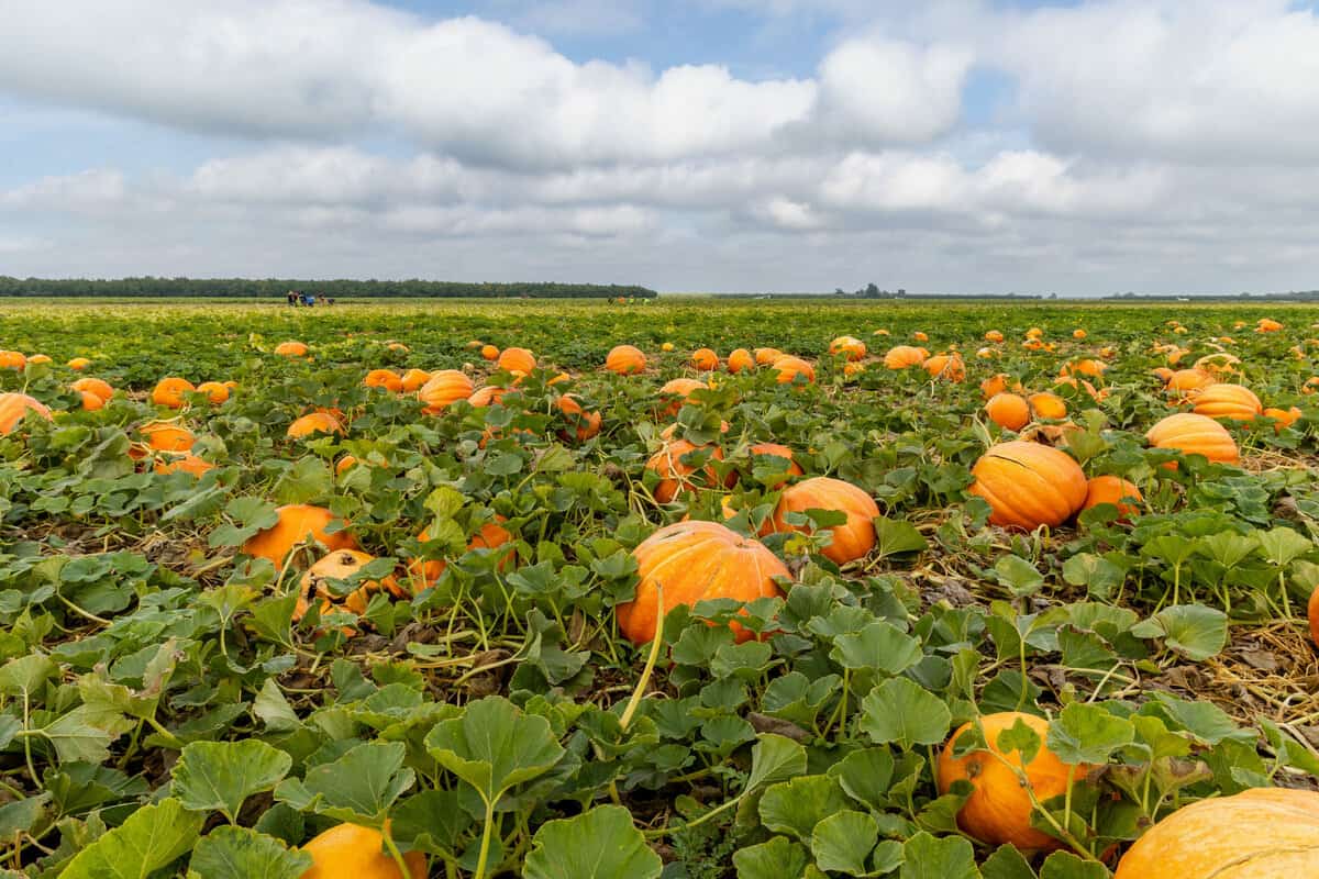 Van Gronigan Big Mac Pumpkin field in Manteca, CA